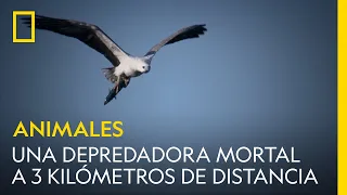 Una depredadora mortal incluso a 3 kilómetros de distancia | NATIONAL GEOGRAPHIC ESPAÑA