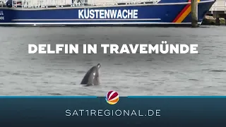 Flipper wieder da: Delfin zurück in der Lübecker Bucht