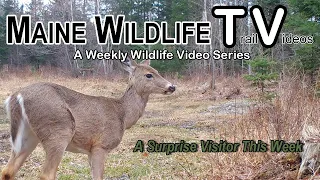 Maine Trail Cam/A Surprise Visitor/Deer/Coyote/Turkey/Porcupine/Bobcat/Maine Wildlife Trail Video