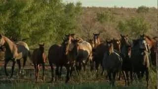 Tongue River Ranch - 2011 American Quarter Horse Association Pfizer Best Remuda Award Winner