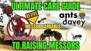 Ultimate Care Guide to Raising Messors - Messor Barbarus