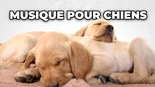 Musique pour Calmer et Relaxer les Chiens