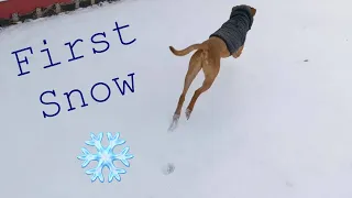 Dog Reacts to First Snow