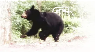 BEAR DIGS UP WASP NEST