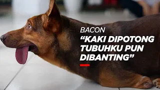Bacon: Belahan Jiwa Sophia Latjuba - Rajanti Talk with Animals