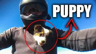 CUTE PUPPY SAVED BY BIKER |  BIKERS ARE NICE |  [EP. 81]