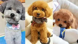 Poodle | Funny and Cute dog video compilation in 2022