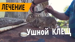Ушной клещ у кроликов - ЛЕЧЕНИЕ