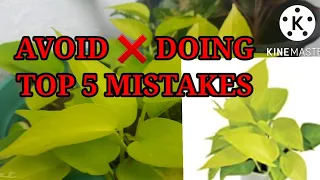 Money Plant | Top 5 mistakes to AVOID growing money plants | #youtube #video