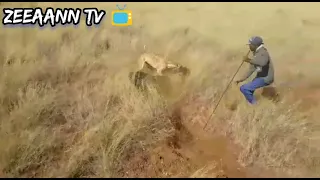 THIS IS DANGEROUS ZIMBABWEAN MAN HUNTS A WARTHOG WITH 2 DOGS