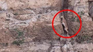 Bezoar Ibex Carefully Climbs Rock Face