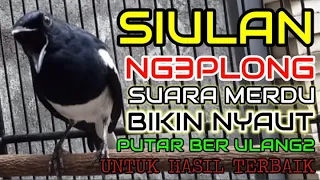 SIULAN KACER NGEPLONG SUARA MERDU BIKIN KACER MACET MALAS BUNYI, BAHAN LANGSUNG NYAUT AMPUH!