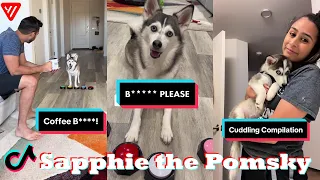 *1 HOUR* Funny Dog Tik Toks 2024 | Best Sapphie the Pomsky TikTok Compilation 2023 - 2024