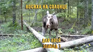 Лосиха на солонце для лося эпизод №1