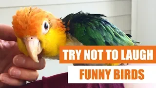 Try Not To Laugh - Funny Birds Video Compilation 2019 - Koa The Caique