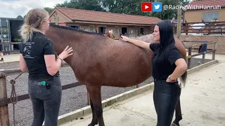 An Equine Massage with an Equine Therapist