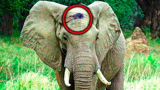Раненый слон позвал на помощь, потом они поняли, что с ним случилось