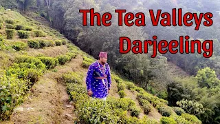 I Explored The Tea Valleys Of Darjeeling