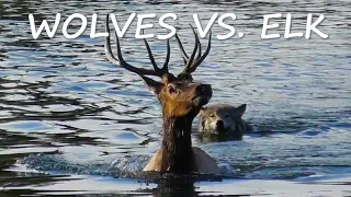 Wolves vs. Elk in Yellowstone