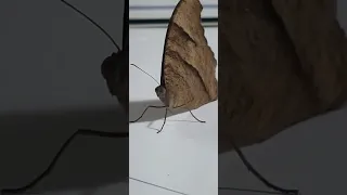 brown butterfly #butterfly #nature #shortvideo #youtubeshorts