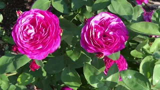 Обзор  63 сорта роз из моего сада, 2-6 июня , часть 3 .