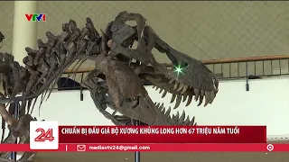 Chuẩn bị đấu giá bộ xương khủng long bạo chúa 67 triệu năm tuổi | VTV24