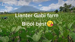 BICOL BEST DRIED TARO LEAVES Lianter GABI FARM😘