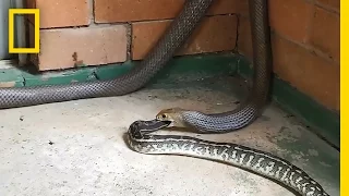 Venomous Snake Devours a Python Whole in This Rare Video | National Geographic