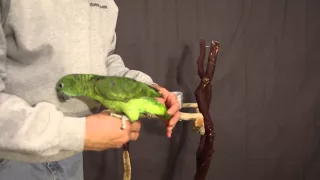 HANDLING THE BLUE FRONT AMAZON BABY PARROT