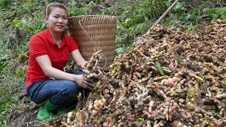 Lieu Harvest and grow 30kg of Ginger on the farm. Free life (ep175)