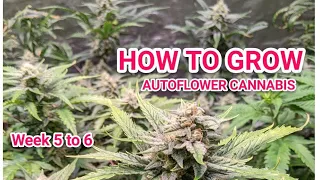 HOW TO GROW AUTOFLOWER ORGANIC BUDS AND SUPER SOIL  - NEW SECRET JARDIN 4x4 AND 4X2 TENTS