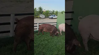 Porcas  à venda Suinocultura JD 🐖⏳️🏜🙌