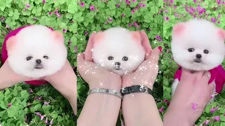 Chó Phốc Sóc Mini - Funny and Cute Dog Pomeranian😍🐶#59
