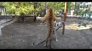 Тигриные разборки. Tigers are trained to fight