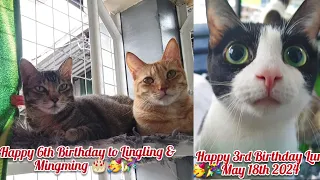 My cats when we comeback home|Happy 6th Birthday Ling and Ming | Happy 3rd Birthday to Luna too