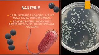 Wirusy i bakterie (biologia, szkoła podstawowa)