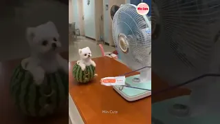 Tik Tok Chó Phốc Sóc Mini 😍 Funny and Cute Pomeranian #25 Part 8 #shorts