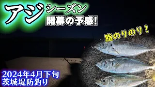 シーズン開幕目前!? 春の良型アジが脂がのって美味だった【2024/4 茨城堤防サビキ釣り】