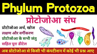 phylum protozoa | Protozoa in hindi | protozoa general characters & classification | animal kingdom