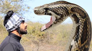 Anaconda Snake 2 in Real Life HD Video