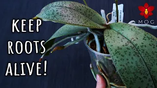 Avoid sudden root rot! - Transfering Phalaenopsis Orchid from moss to bark safely