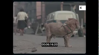 1960s NYC, Dog Standing in Street Garbage, Gritty, 35mm