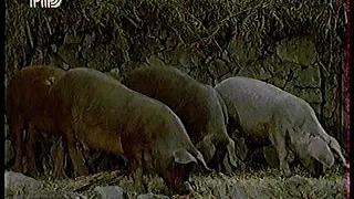 Диалоги о Животных (1998) "Ночные разбойники" (Генеты)