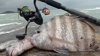 ACERTEI O CARDUME FOI SÓ PEIXE GRANDE PESCARIA DE COSTEIRA OU COSTÃO GUARAPARI ES PESCARIA TOP