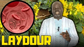 🌴 Ndiarignou Laydour : Vertus du Senna Alexandrina  - Pr Ousmane Ndiaye - SAMA XALAAT TV