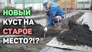 Можно ли на место старого куста винограда посадить новый куст?