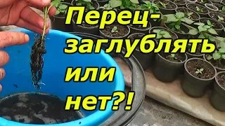 Сладкий перец -  можно ли его заглублять при пикировке?