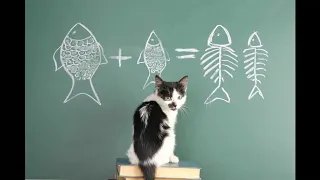 Смешные коты под музыку видео 2019 - Смешные кошки МатроскинТВ