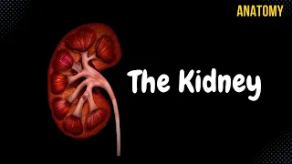 Kidneys (Functions, Structures, Coverings, Nephron) - Urinary System Anatomy