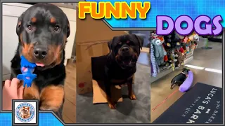Compilation of funny dogs! Choose your favorite and leave a comment! #018 Subscribe for more!